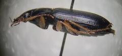 Anisodactylus verticalis