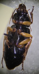Anisodactylus verticalis