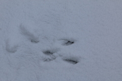 Sylvilagus floridanus