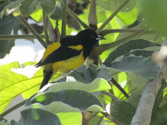 Icterus prosthemelas