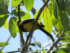 Icterus prosthemelas