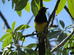 Icterus prosthemelas