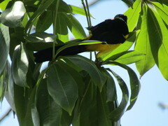 Icterus prosthemelas