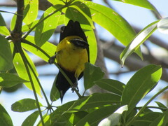 Icterus prosthemelas