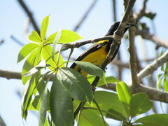 Icterus prosthemelas