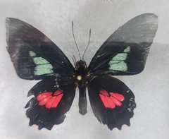 Parides eurimedes