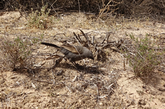 Struthidea cinerea cinerea