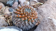 Mammillaria magnimamma