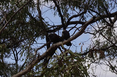 Struthidea cinerea cinerea