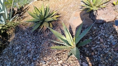 Agave xylonacantha