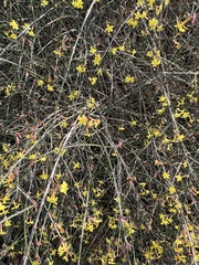Jasminum nudiflorum