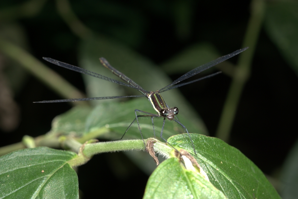 Allopodagrion contortum