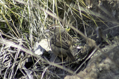 Aimophila ruficeps canescens