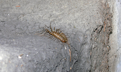 Scutigera coleoptrata