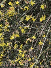 Jasminum nudiflorum