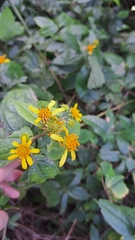 Tilesia baccata