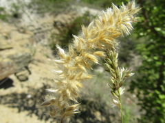 Melica ciliata