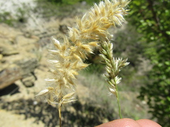 Melica ciliata