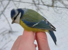 Cyanistes caeruleus caeruleus