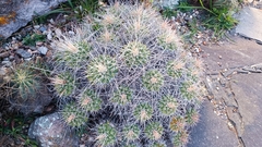 Mammillaria compressa
