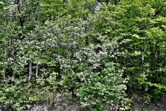 Crataegus chrysocarpa chrysocarpa