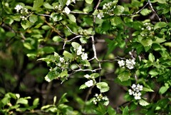 Crataegus chrysocarpa chrysocarpa