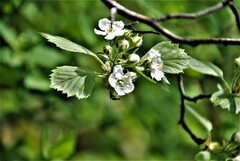 Crataegus chrysocarpa chrysocarpa