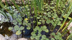 Nymphaea mexicana