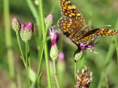 Melitaea phoebe occitanica