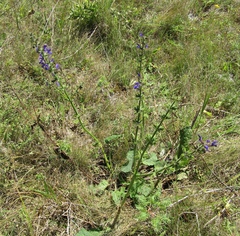 Salvia dumetorum