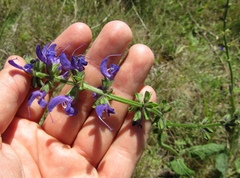 Salvia dumetorum