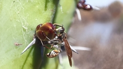 Mischocyttarus pallidipectus