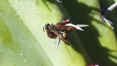 Mischocyttarus pallidipectus