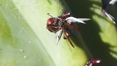 Mischocyttarus pallidipectus