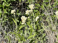 Pseudognaphalium biolettii