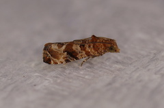 Lobesia physophora