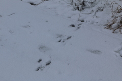 Sylvilagus floridanus