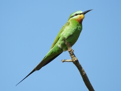 Merops persicus