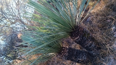 Dasylirion acrotrichum