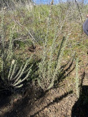 Ericameria pinifolia