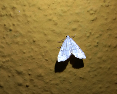 Neurophyseta