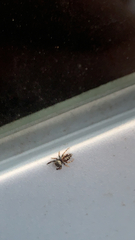 Paraphidippus aurantius