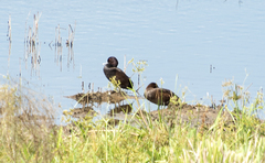 Netta erythrophthalma