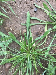 Calandrinia menziesii