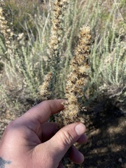 Ericameria pinifolia