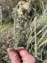 Ericameria pinifolia