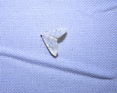 Neurophyseta
