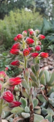Echeveria pulvinata