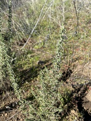 Ericameria pinifolia