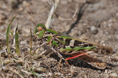 Oedaleus decorus